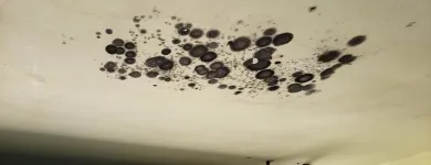 Business 3 image BEST AMERICAN BUILDERS INC Mold Testing & Removal in Sherman Oaks CA