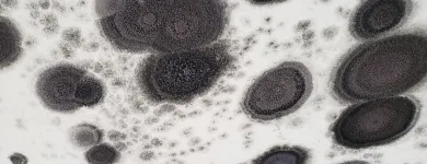 Business 16 image BEST AMERICAN BUILDERS INC Mold Testing & Removal in Sherman Oaks CA