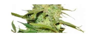 Business 4 image BLUE DREAM SATIVA HYBRID VAPE CARTRIDGE FOR SALE AT LEAF DOMICILE Home Health Services in Anthony FL