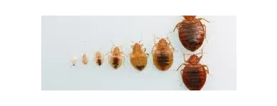 Business 3 image BOBBI RAY'S TERMITE & PEST CONTROL Termite Control in Oklahoma City OK