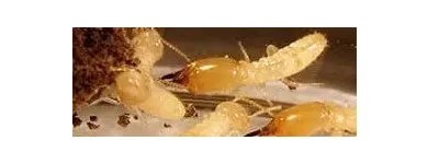 Business 4 image BOBBI RAY'S TERMITE & PEST CONTROL Termite Control in Oklahoma City OK