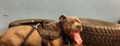 Business 3 image CALI K9 SAN FRANCISCO in San Francisco CA