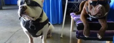 Business 4 image CALI K9 SAN FRANCISCO in San Francisco CA