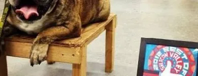 Business 5 image CALI K9 SAN FRANCISCO in San Francisco CA