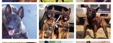 Business 7 image CALI K9 SAN FRANCISCO in San Francisco CA