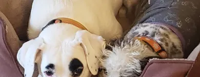 Business 1 image CITY DOGS GROCERY - SPEEDWAY in Speedway IN