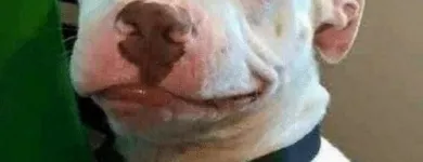 Business 2 image CITY DOGS GROCERY - SPEEDWAY in Speedway IN