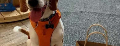 Business 3 image CITY DOGS GROCERY - SPEEDWAY in Speedway IN