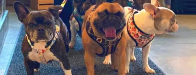 Business 5 image CITY DOGS GROCERY - SPEEDWAY in Speedway IN