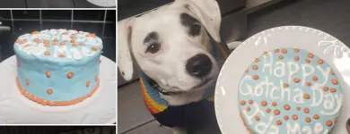 Business 6 image CITY DOGS GROCERY - SPEEDWAY in Speedway IN