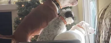 Business 7 image CITY DOGS GROCERY - SPEEDWAY in Speedway IN