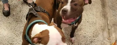 Business 8 image CITY DOGS GROCERY - SPEEDWAY in Speedway IN