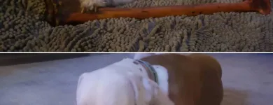 Business 9 image CITY DOGS GROCERY - SPEEDWAY in Speedway IN