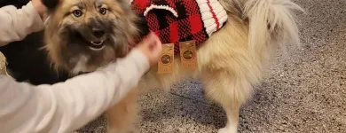 Business 10 image CITY DOGS GROCERY - SPEEDWAY in Speedway IN