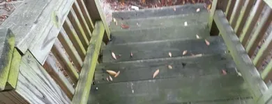 Business 16 image CLEAN WITH CHARLENE Residential Cleaning in Baltimore MD