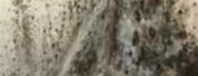 Business 1 image CORNERSTONE SERVICES GROUP Asbestos Testing & Removal in Kansas City MO