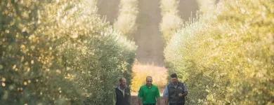 Business 4 image CORTO OLIVE Olive Oil in Stockton CA