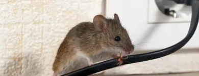Business 1 image DALLAS PEST CONTROL SOLUTIONS in Dallas TX