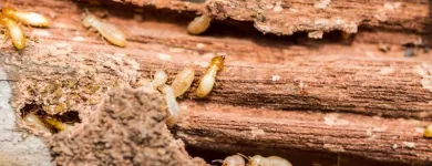 Business 2 image DALLAS PEST CONTROL SOLUTIONS in Dallas TX