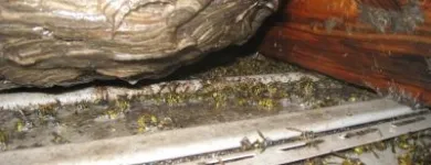 Business 2 image DC CLEANEX PEST CONTROL Spiders in Bronx NY