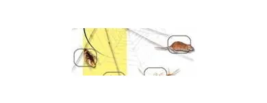 Business 3 image DC CLEANEX PEST CONTROL Spiders in Bronx NY