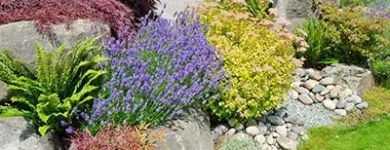 Business 3 image DE LA ROSA LANDSCAPING Lawn Care Service in San Diego CA