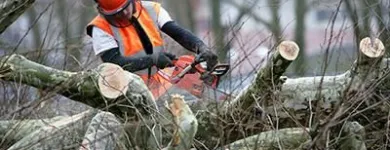 Business 13 image DE LA ROSA LANDSCAPING Lawn Care Service in San Diego CA