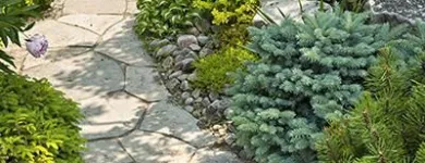 Business 20 image DE LA ROSA LANDSCAPING Lawn Care Service in San Diego CA