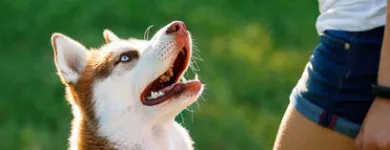 Business 4 image DOG BEHAVIORIST ORANGE COUNTY Pet Training in East Irvine CA