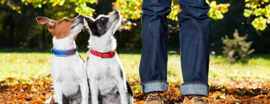 Business 1 image DOG BEHAVIORIST ORANGE COUNTY Pet Training in East Irvine CA