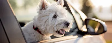 Business 6 image DOG BEHAVIORIST ORANGE COUNTY Pet Training in East Irvine CA