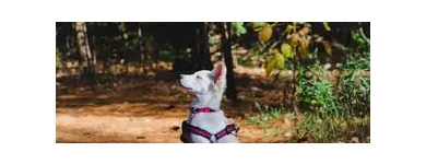 Business 2 image DOG BEHAVIORIST ORANGE COUNTY Pet Training in East Irvine CA