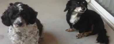 Business 7 image ECODRY CARPET CLEANING LAS VEGAS Upholstery Cleaning in Las Vegas NV