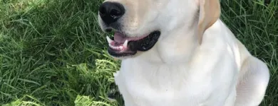 Business 1 image ELKHOUND RANCH KENNELS Dog Training in Kansas City MO