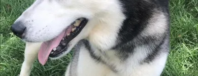 Business 2 image ELKHOUND RANCH KENNELS Dog Training in Kansas City MO