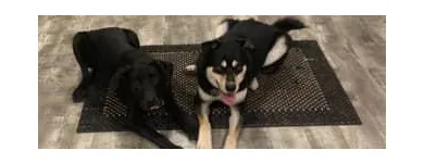 Business 3 image ELKHOUND RANCH KENNELS Dog Training in Kansas City MO