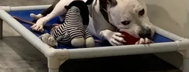 Business 4 image ELKHOUND RANCH KENNELS Dog Training in Kansas City MO