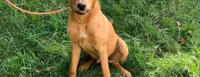 Business 5 image ELKHOUND RANCH KENNELS Dog Training in Kansas City MO