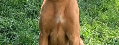 Business 6 image ELKHOUND RANCH KENNELS Dog Training in Kansas City MO