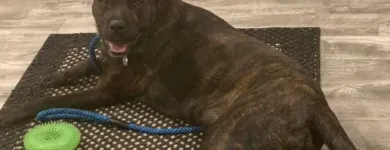 Business 7 image ELKHOUND RANCH KENNELS Dog Training in Kansas City MO