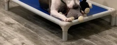 Business 8 image ELKHOUND RANCH KENNELS Dog Training in Kansas City MO