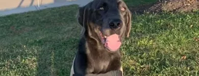 Business 9 image ELKHOUND RANCH KENNELS Dog Training in Kansas City MO