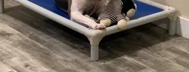 Business 10 image ELKHOUND RANCH KENNELS Dog Training in Kansas City MO