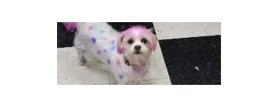 Business 1 image EMPIRE PETS SALON & BOUTIQUE Pet Grooming in Mission KS