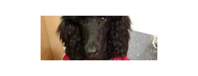 Business 2 image EMPIRE PETS SALON & BOUTIQUE Pet Grooming in Mission KS