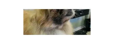 Business 3 image EMPIRE PETS SALON & BOUTIQUE Pet Grooming in Mission KS