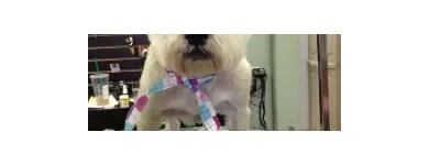 Business 4 image EMPIRE PETS SALON & BOUTIQUE Pet Grooming in Mission KS