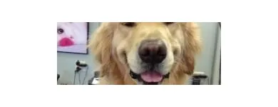 Business 5 image EMPIRE PETS SALON & BOUTIQUE Pet Grooming in Mission KS