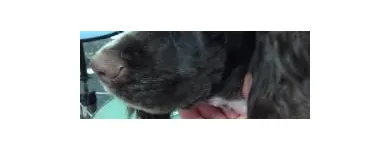 Business 6 image EMPIRE PETS SALON & BOUTIQUE Pet Grooming in Mission KS