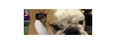 Business 8 image EMPIRE PETS SALON & BOUTIQUE Pet Grooming in Mission KS